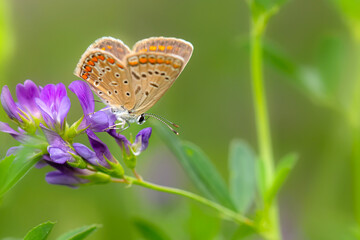 Butterfly. Colorful nature background. Polyommatus amandus. Amanda blue.