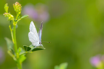 Butterfly. Colorful nature background. Polyommatus amandus. Amanda blue.