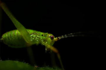 Grasshopper. An insect photographed in its natural habitat. Natural background. High detail and sharpness. 