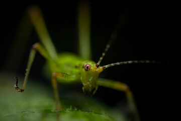 Grasshopper. An insect photographed in its natural habitat. Natural background. High detail and...