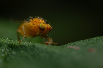A fly photographed in its natural habitat. Natural background. Macro photography