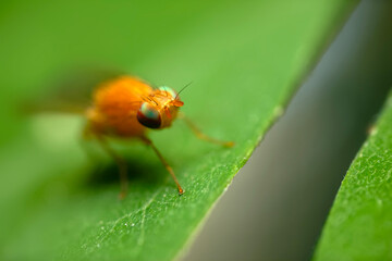 A fly photographed in its natural habitat. Natural background. Macro photography