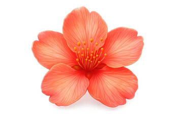 Vivid orange hibiscus flower blooming, delicate petals revealing yellow stamens on transparent backdrop