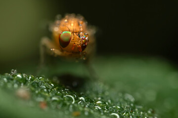 A fly photographed in its natural habitat. Natural background. Macro photography