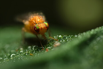 A fly photographed in its natural habitat. Natural background. Macro photography