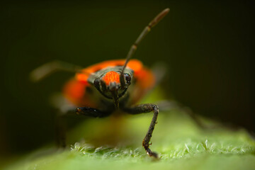 Flame bedbug. Macro photo. Nature background. 