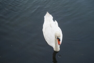 swan on the lake