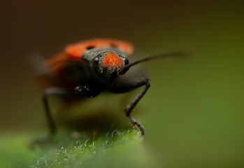 Flame bedbug. Macro photo. Nature background. 
