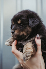 A puppy in the arms of a girl in a shelter for homeless animals. The dog is black with red paws. A small dog in the hands of a close-up. Vertical photo.