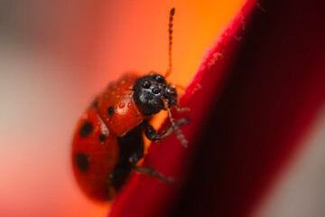 An insect photographed in its natural habitat. Natural background. Nature background. 