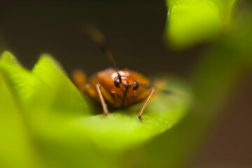 An insect photographed in its natural habitat. Natural background. Lygus pratensis. 