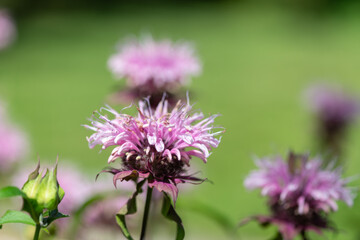 Close up of a bee balm (monarda) flower in bloom