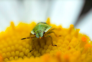 An insect photographed in its natural habitat. Natural background.