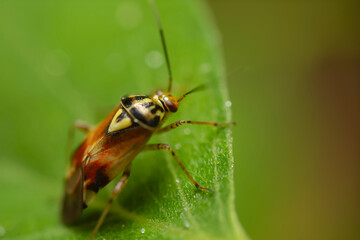 An insect photographed in its natural habitat. Natural background. Lygus pratensis. 