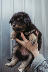 A puppy in the arms of a girl in a shelter for homeless animals. The dog is black with red paws. A small dog in the hands of a close-up. Vertical photo.