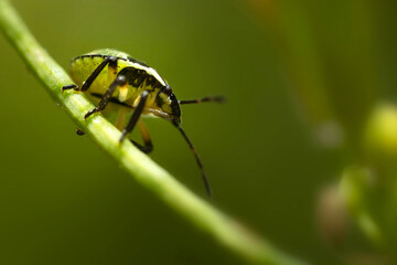 An insect photographed in its natural habitat. Natural background.