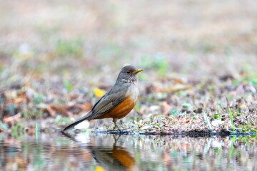 Purple-breasted Thrush (Turdus rufiventris), a bird symbol of Brazil, captured in natural light that highlights its vibrant colors. Perfect photo.Sabiá laranjeira