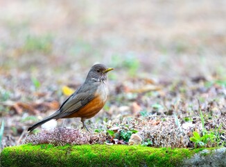 Purple-breasted Thrush (Turdus rufiventris), a bird symbol of Brazil, captured in natural light that highlights its vibrant colors. Perfect photo.Sabiá laranjeira