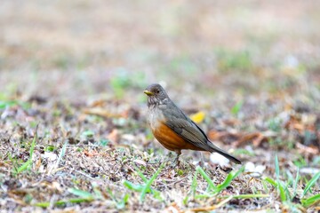 Purple-breasted Thrush (Turdus rufiventris), a bird symbol of Brazil, captured in natural light that highlights its vibrant colors. Perfect photo.Sabiá laranjeira