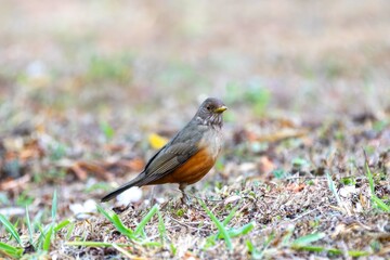 Purple-breasted Thrush (Turdus rufiventris), a bird symbol of Brazil, captured in natural light that highlights its vibrant colors. Perfect photo.Sabiá laranjeira