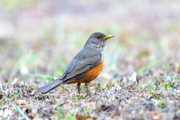 Purple-breasted Thrush (Turdus rufiventris), a bird symbol of Brazil, captured in natural light that highlights its vibrant colors. Perfect photo.Sabi&aacute; laranjeira