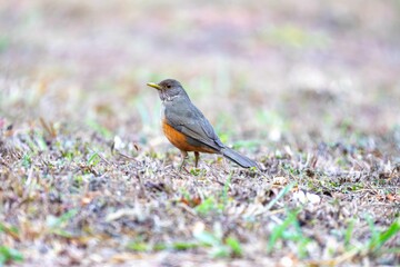 Purple-breasted Thrush (Turdus rufiventris), a bird symbol of Brazil, captured in natural light that highlights its vibrant colors. Perfect photo.Sabiá laranjeira