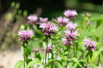 Bee balm (monarda) flowers in bloom