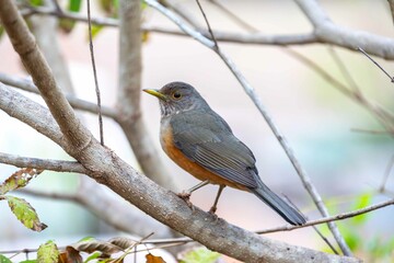 Purple-breasted Thrush (Turdus rufiventris), a bird symbol of Brazil, captured in natural light that highlights its vibrant colors. Perfect photo.Sabiá laranjeira