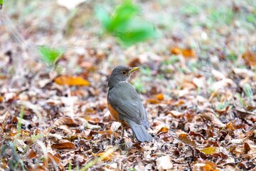 Purple-breasted Thrush (Turdus rufiventris), a bird symbol of Brazil, captured in natural light that highlights its vibrant colors. Perfect photo.Sabiá laranjeira