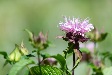 Close up of a bee balm (monarda) flower in bloom