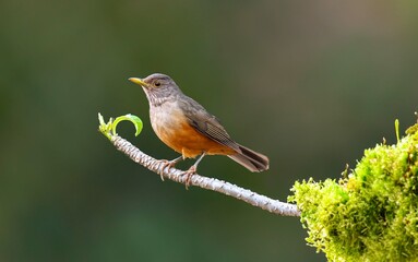 Purple-breasted Thrush (Turdus rufiventris), a bird symbol of Brazil, captured in natural light that highlights its vibrant colors. Perfect photo.Sabiá laranjeira