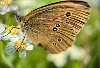 Butterfly wing closeup macro photography.