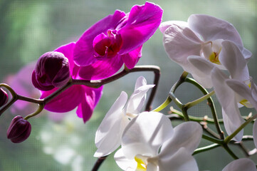 Beautiful and colorful orchids. White and red orchid on the windowsill
