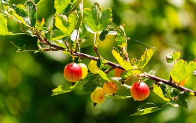 Red gooseberry berries grow on branch in garden, sunny summer background, banner