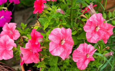 Delicate pink petunia flowers on a sunny summer day in a flower bed