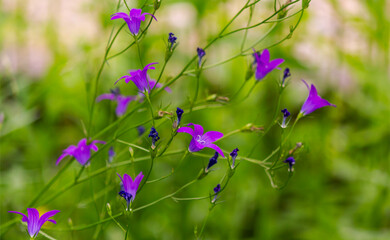 In summer, blue bluebells bloom in the field.