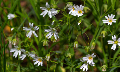 Asterisk lanceolate. Healing medicinal plants in nature. White small flowers