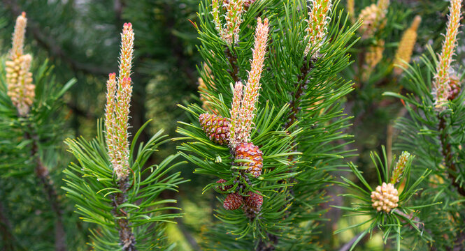 Common pine, a branch with cones on a natural background