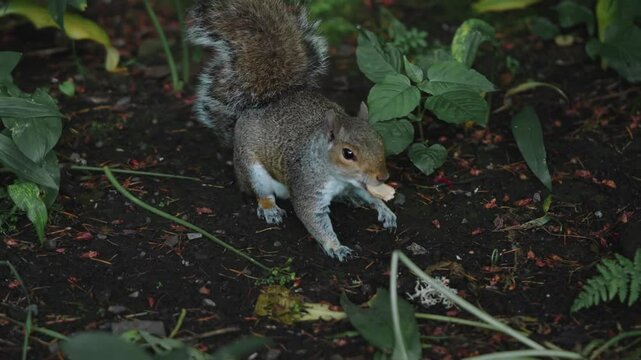 An extremely close-up shot of a squirrel foraging on the ground. 
It discovers a peanut, grabs it, stuffs it into its mouth, and quickly scurries away.