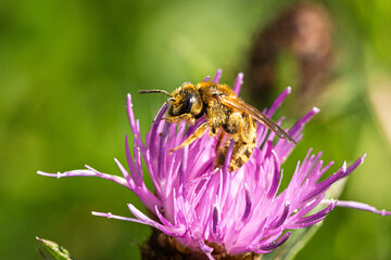 Solitärbiene mit Pollen auf einer Rispen-Flockenblume (Centaurea stoebe)