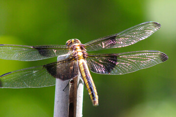 Widow Skimmer Backside 08