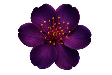 Naklejka premium Purple flower petals revealing vivid yellow stamens, detailed close-up against clean transparent backdrop, showcasing botanical elegance