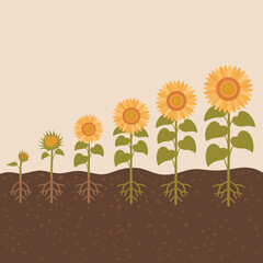 Sunflower Growth Stages Diagram