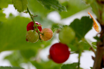 Red Currant Three Color 01