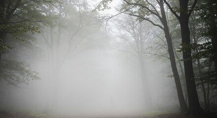 Obraz premium Ethereal Forest Path: Misty Woodland Scene with Towering Trees