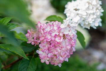 Pink and white flowers of the Vanille Fraise hydrangea adorn the garden, highlighting their delicate beauty and adding elegance to the landscape, creating a soft floral background,