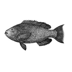 Rainbow Parrotfish (Scarus guacamaia) vintage style illustration