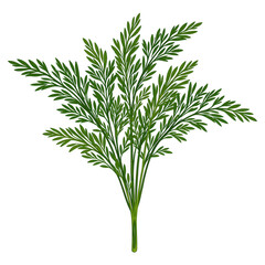 Obraz premium Fresh dill with delicate feathery fronds isolated on white Perfect for food cooking and health concepts