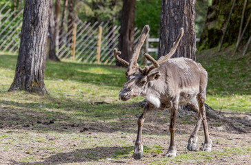 Reindeer in Northern Norway, Finnmark, Karasjok