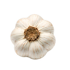 A single fresh garlic bulb with layers of white papery skin and root intact presented on a clean white background